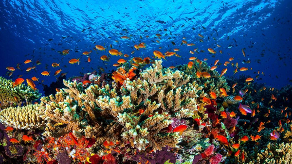 La grande barriera corallina - Il miracolo della natura