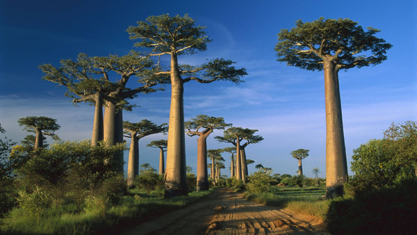 Madagascar